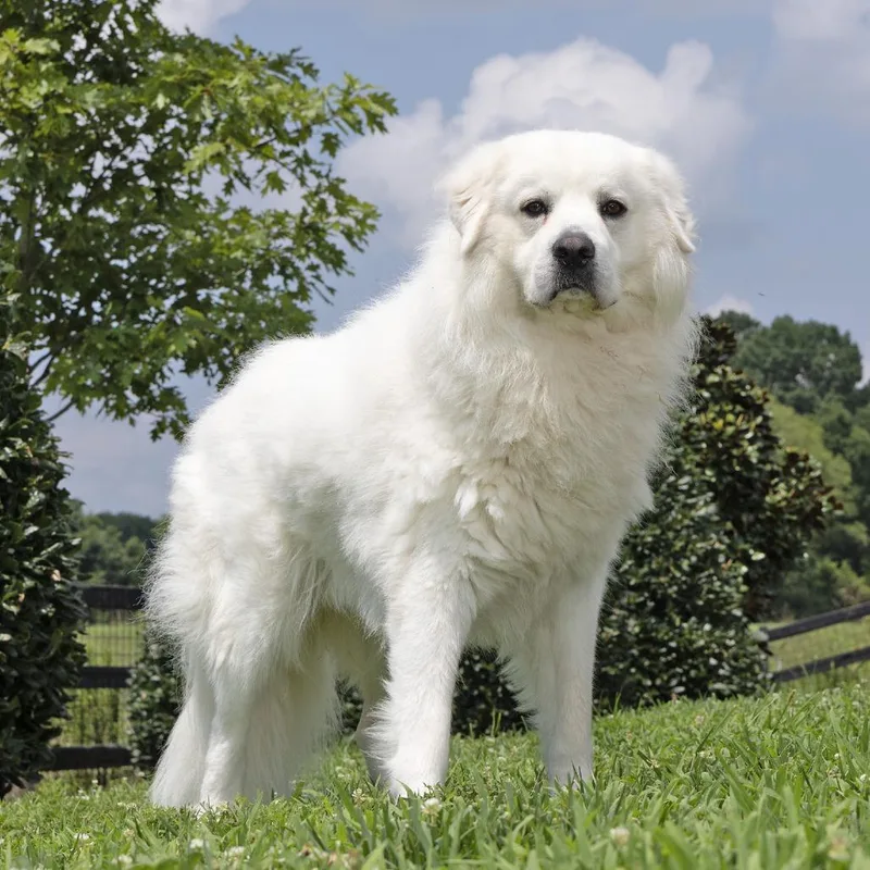 A young large-sized male White / Cream Great Pyrenees dog named Bear for adoption in Franklin, TN