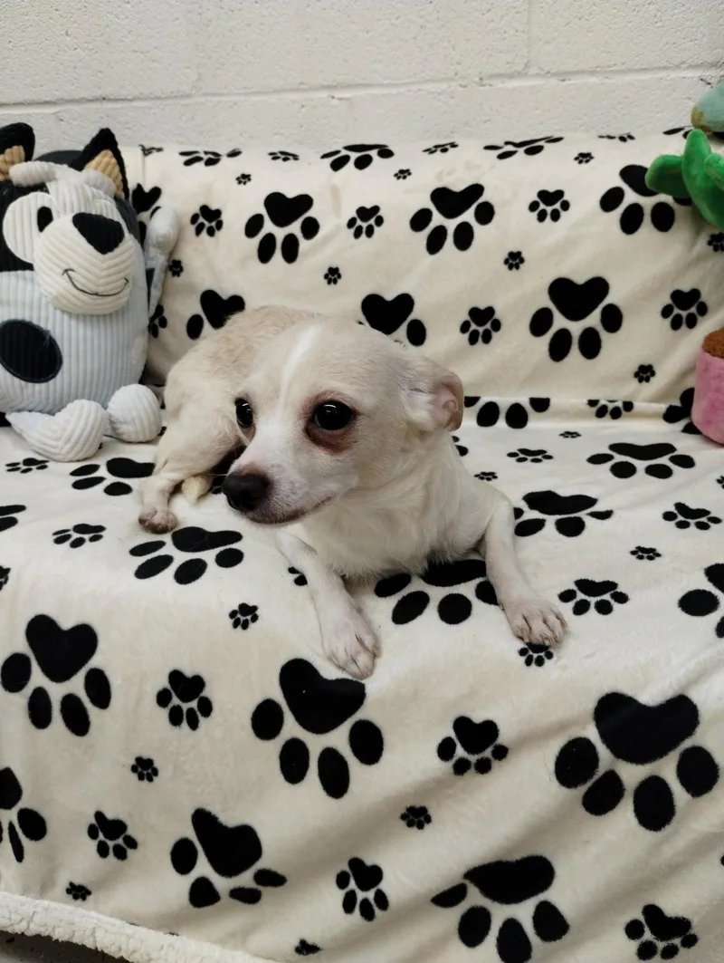 An adult small-sized female Chihuahua dog named Pinky for adoption in York, SC