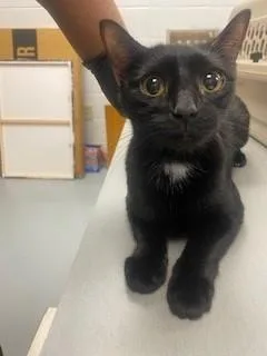 A young small-sized female Domestic Short Hair cat named Inky for adoption in Saint Cloud, FL