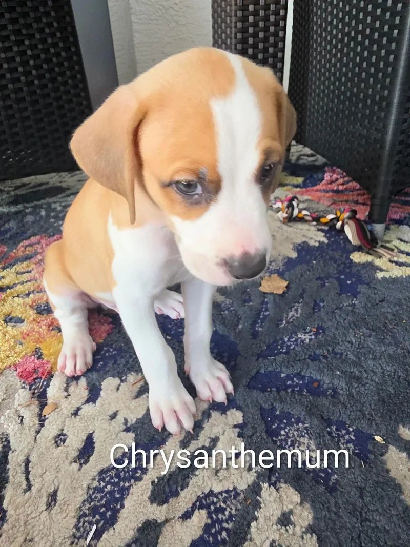 Puppies