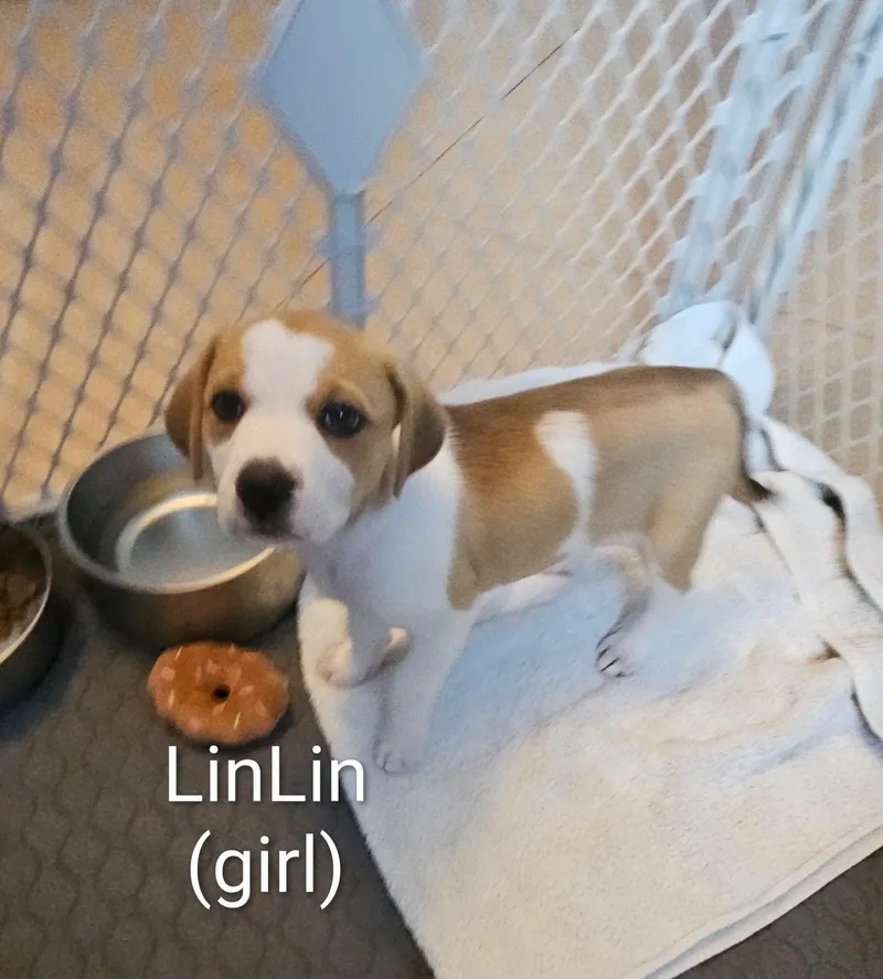 Puppies thumbnail 2