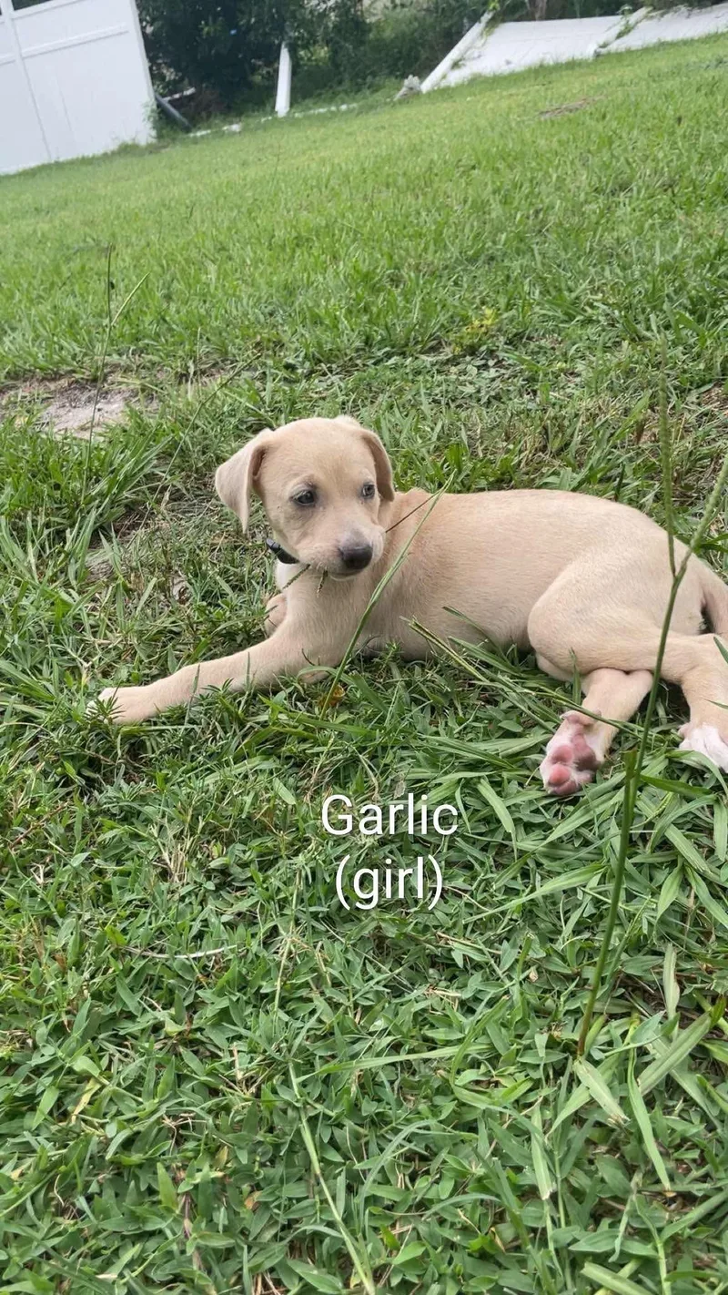 Puppies thumbnail 3