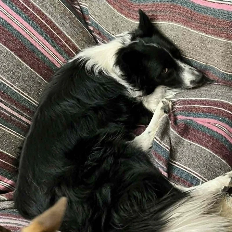 An adult medium-sized male Harlequin Border Collie dog named Oreo for adoption in Marana, AZ