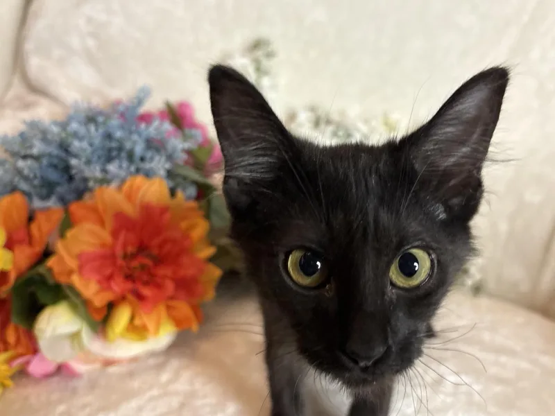 A baby small-sized male Black Domestic Short Hair cat named Garage Zeze for adoption in Chandler, AZ