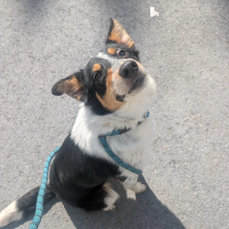 A young medium-sized female Black Australian Cattle Dog / Blue Heeler dog named Harriet L for adoption in Watertown, NY