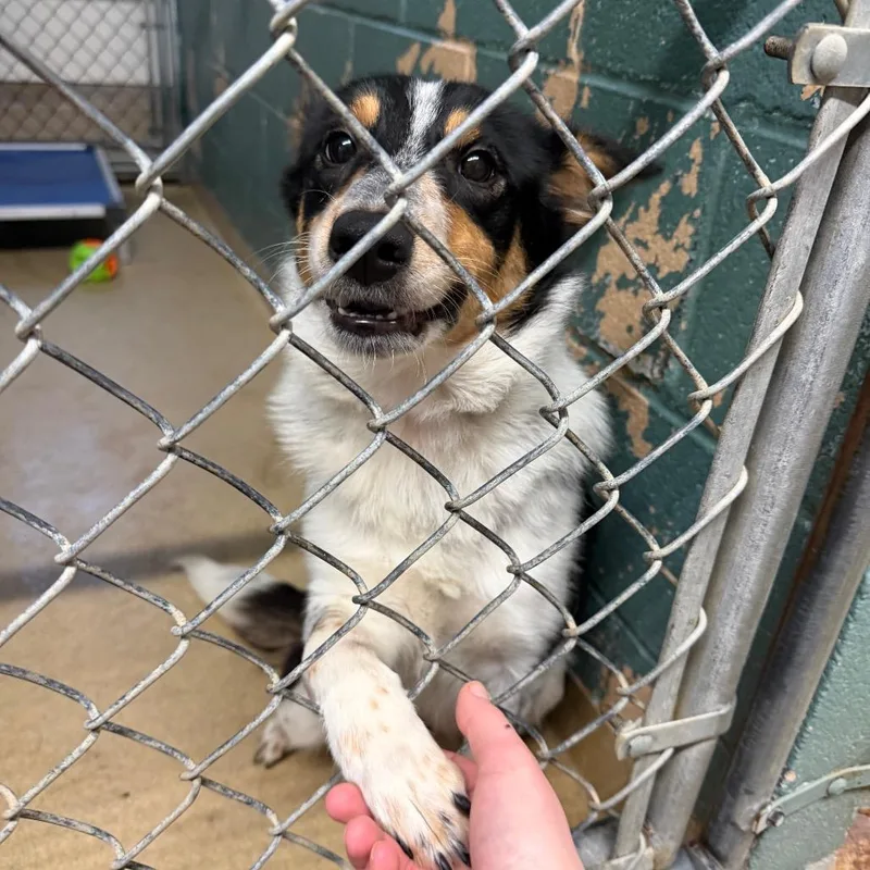 Harriet L thumbnail 2