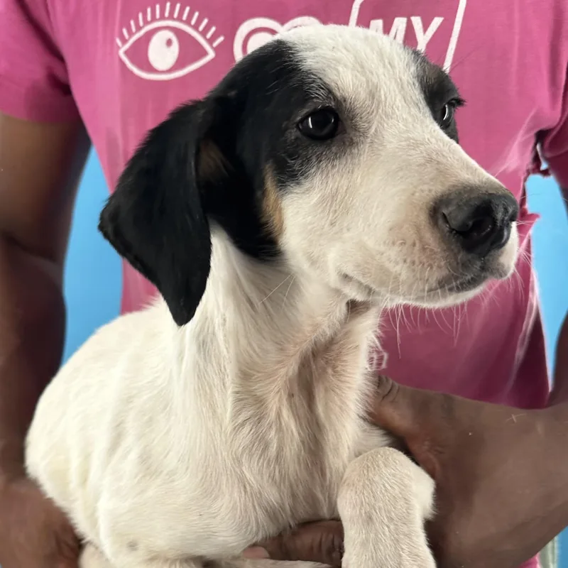 A baby small-sized male White / Cream Rat Terrier dog named Otto  Local August for adoption in Brookshire, TX