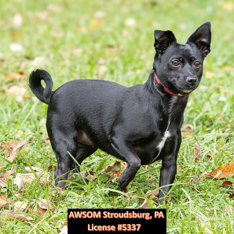 An adult small-sized female Jack Russell Terrier dog named Ellie for adoption in Stroudsburg, PA