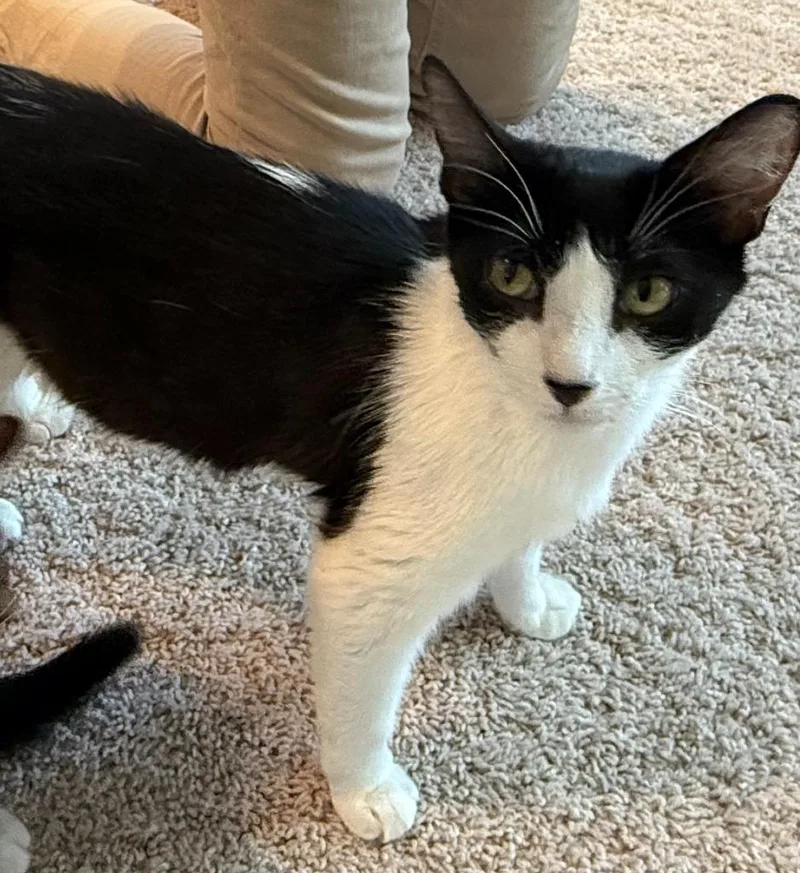 A young medium-sized female Domestic Short Hair cat named Orpington for adoption in Bloomington, IN
