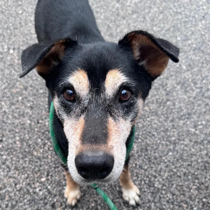 A senior medium-sized male Black Mixed Breed dog named Sarge for adoption in Lufkin, TX