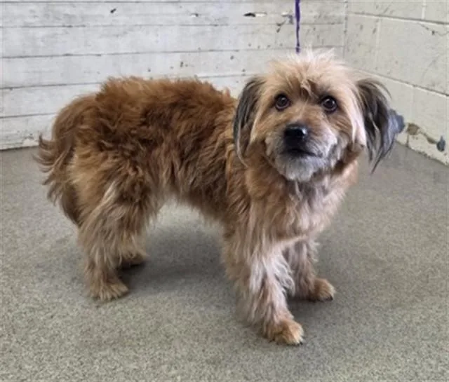 A young small-sized female Border Terrier dog named Kimmy for adoption in San Bernardino, CA