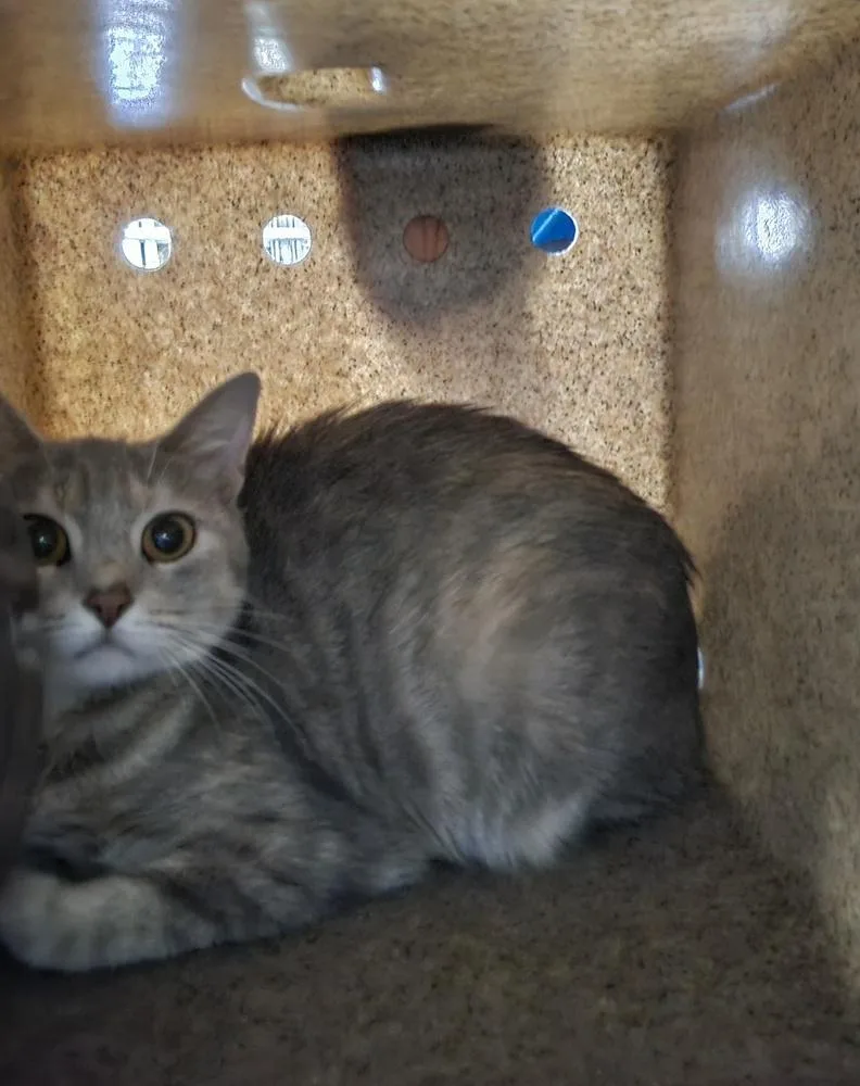 An adult large-sized female Domestic Short Hair cat named Hissy Elliot for adoption in Dickson, TN