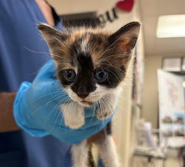 A baby small-sized female Domestic Short Hair cat named Larissa for adoption in Sugar Land, TX