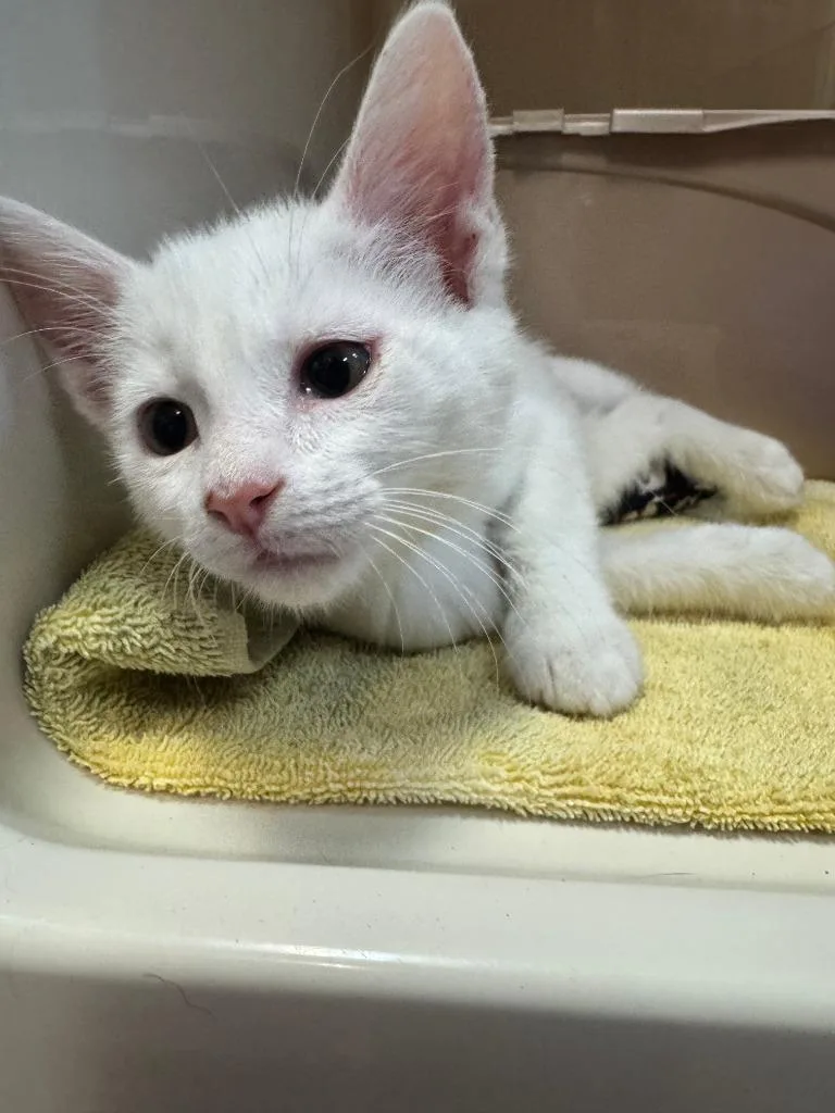 A baby medium-sized male White Domestic Short Hair cat named Yoshi for adoption in Tomah, WI