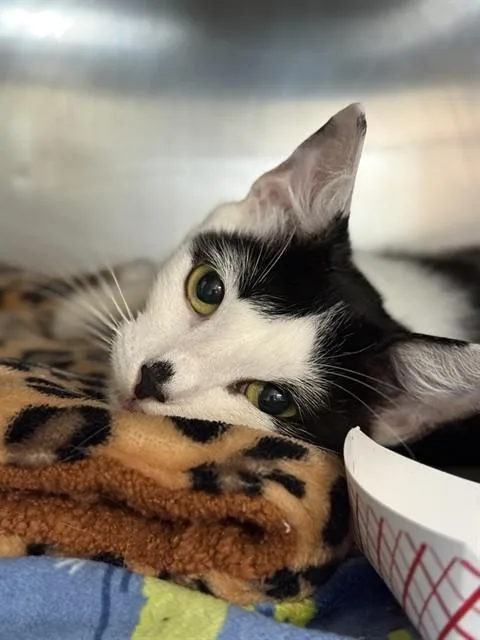 A young medium-sized female Domestic Short Hair cat named Minnie for adoption in Sugar Land, TX