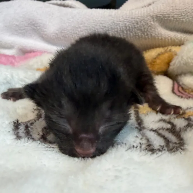 A baby small-sized male Black Domestic Short Hair cat named Wild Purr for adoption in Greensboro, NC