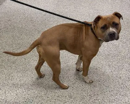 An adult large-sized male Yellow / Tan / Blond / Fawn Pit Bull Terrier dog named Applesauce for adoption in Kansas City, MO