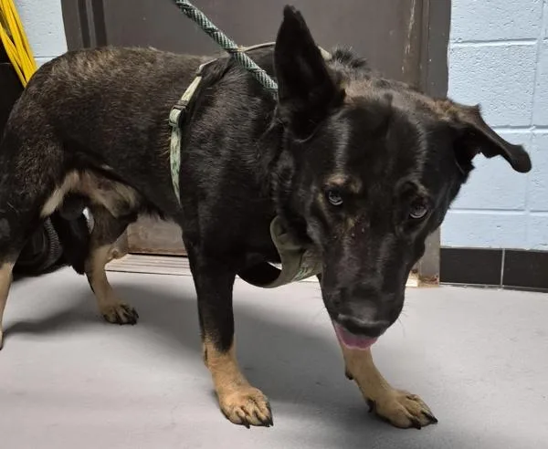 An adult large-sized male Shepherd dog named Ic for adoption in Lawrenceville, GA