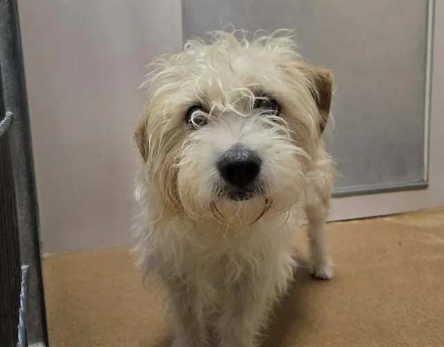 An adult small-sized male Terrier dog named Goofy for adoption in Martinez, CA