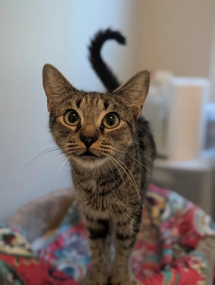 An adult medium-sized female Domestic Short Hair cat named Adriann for adoption in Duxbury, MA