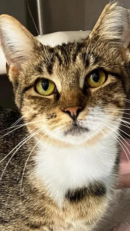 An adult medium-sized female Domestic Short Hair cat named Smoochie for adoption in Venice, FL