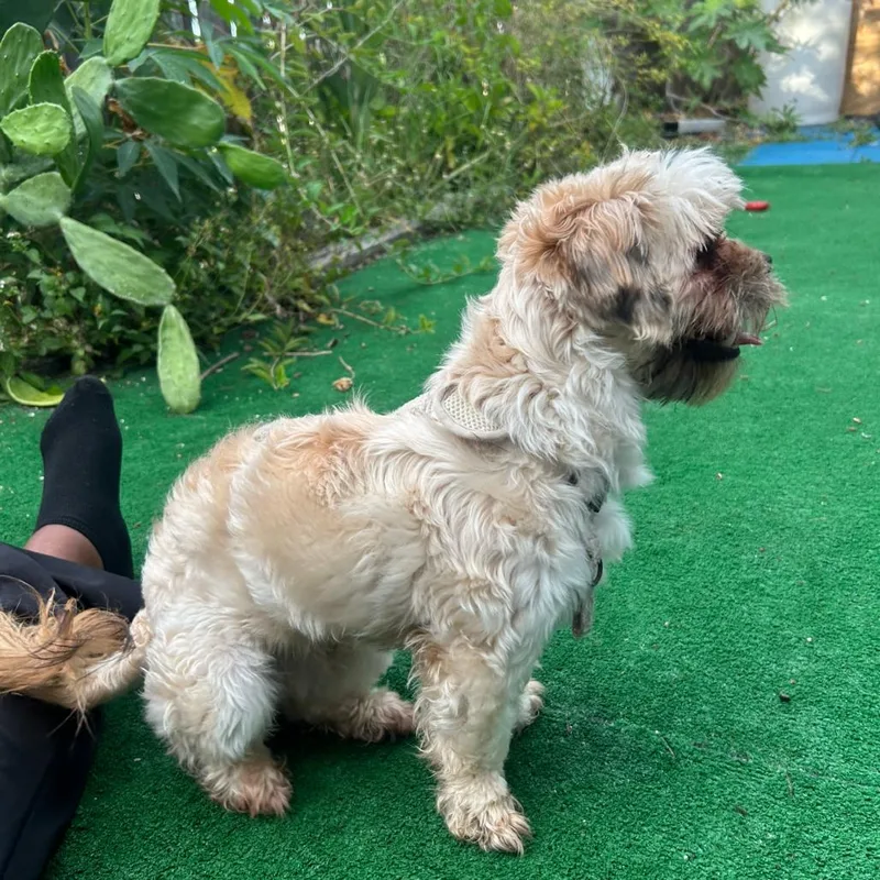 A young small-sized male White / Cream Mixed Breed dog named Myles for adoption in West Palm Beach, FL