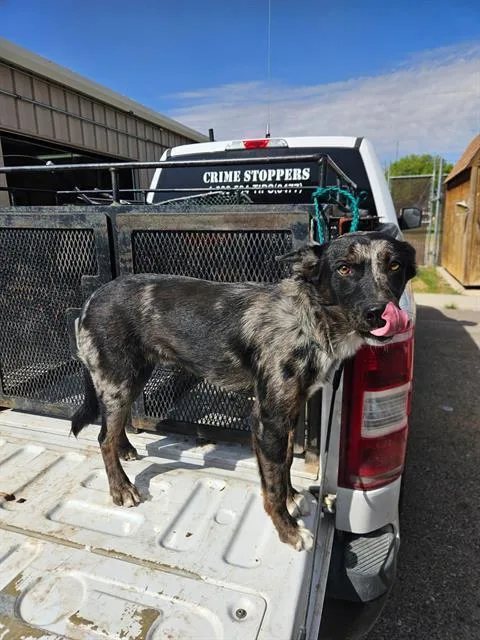 An adult medium-sized male Catahoula Leopard Dog dog named Ty for adoption in Aurora, CO