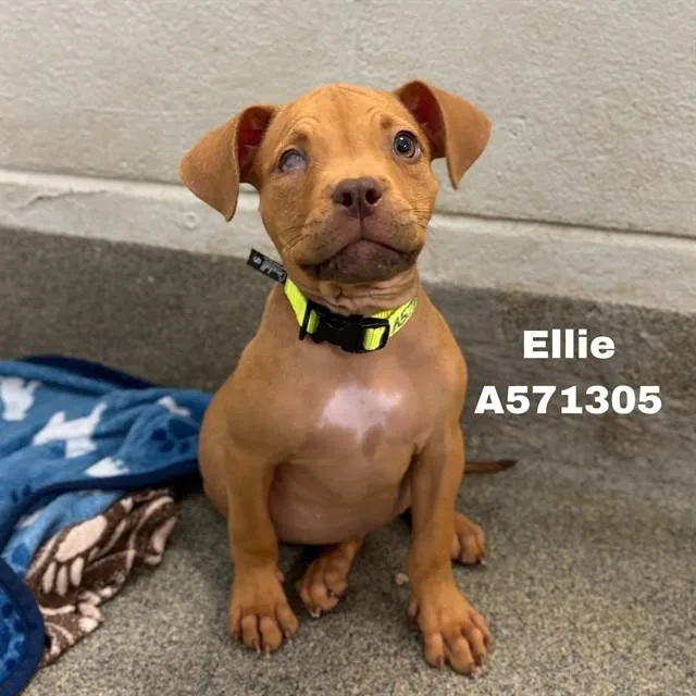 A baby medium-sized female Pit Bull Terrier dog named Ellie for adoption in Huntsville, AL