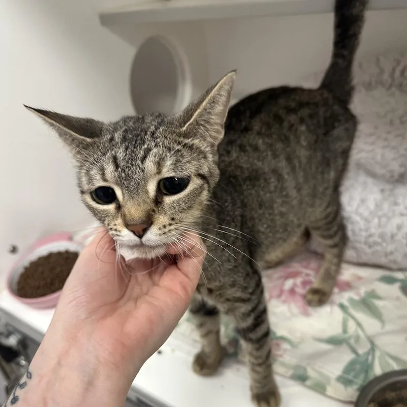 A young medium-sized female Domestic Short Hair cat named Lainey for adoption in Jupiter, FL