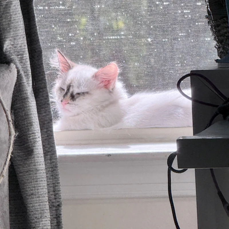 A baby small-sized female Siamese cat named Snax for adoption in Richmond, VA
