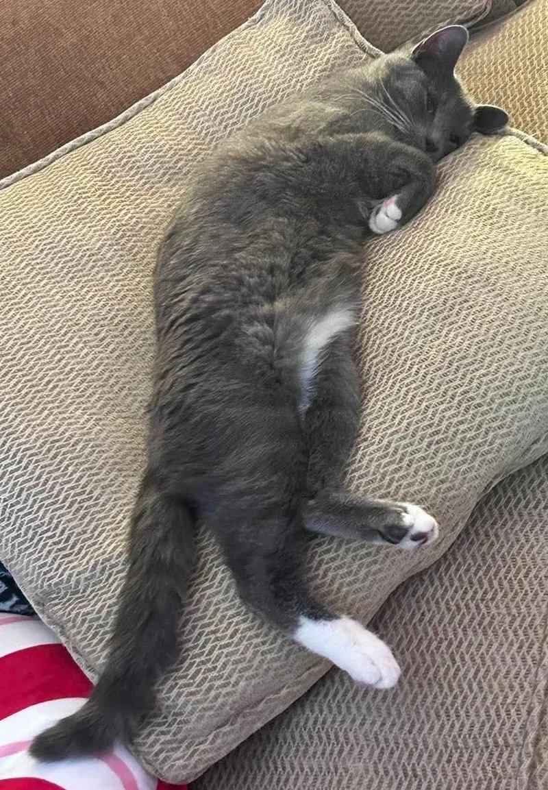 A young medium-sized male Gray & White Domestic Short Hair cat named Hank for adoption in Beckley, WV