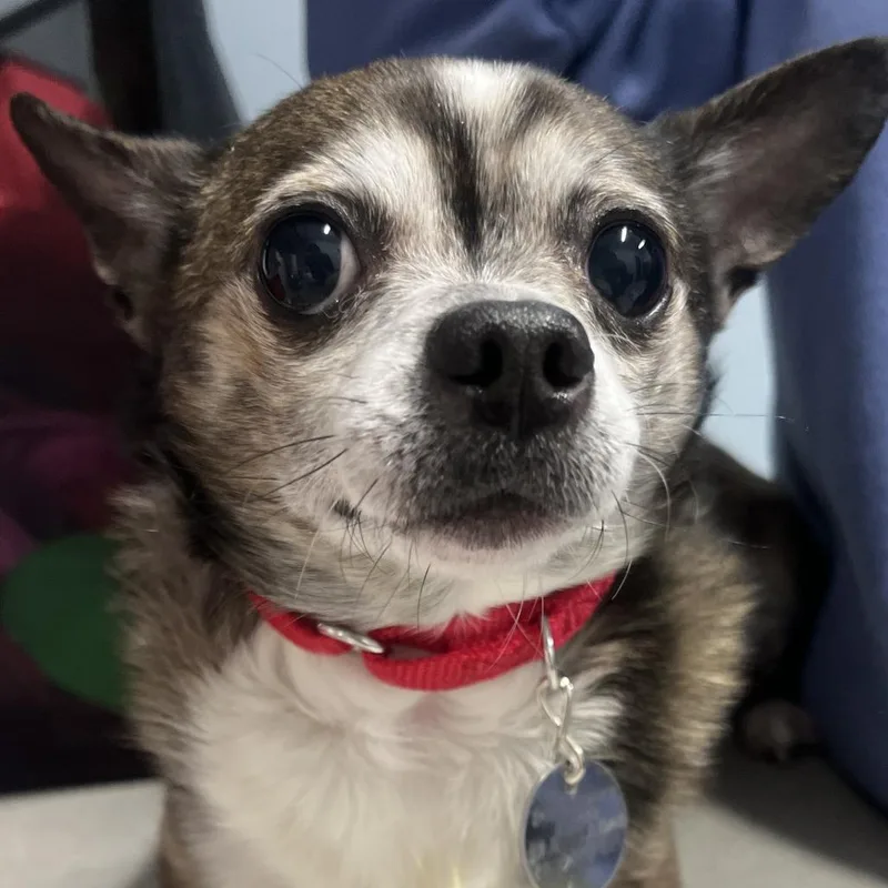 A senior small-sized male Brown / Chocolate Chihuahua dog named Itty Bitty for adoption in Oak Park, IL