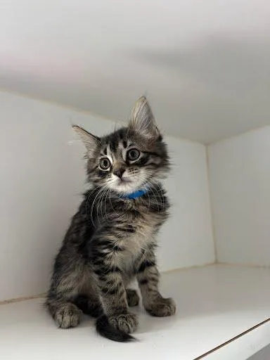 A baby small-sized male Brown / Chocolate Domestic Short Hair cat named Buster for adoption in Oakland, CA
