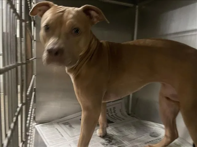 A young large-sized female Pit Bull Terrier dog named Blondie for adoption in Van Nuys, CA