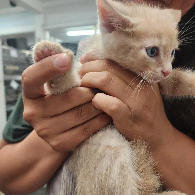 A baby small-sized male Buff / Tan / Fawn Domestic Medium Hair cat named Butter for adoption in Evensville, TN