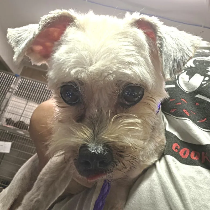 A senior small-sized female White / Cream Mixed Breed dog named Maya for adoption in Leander, TX