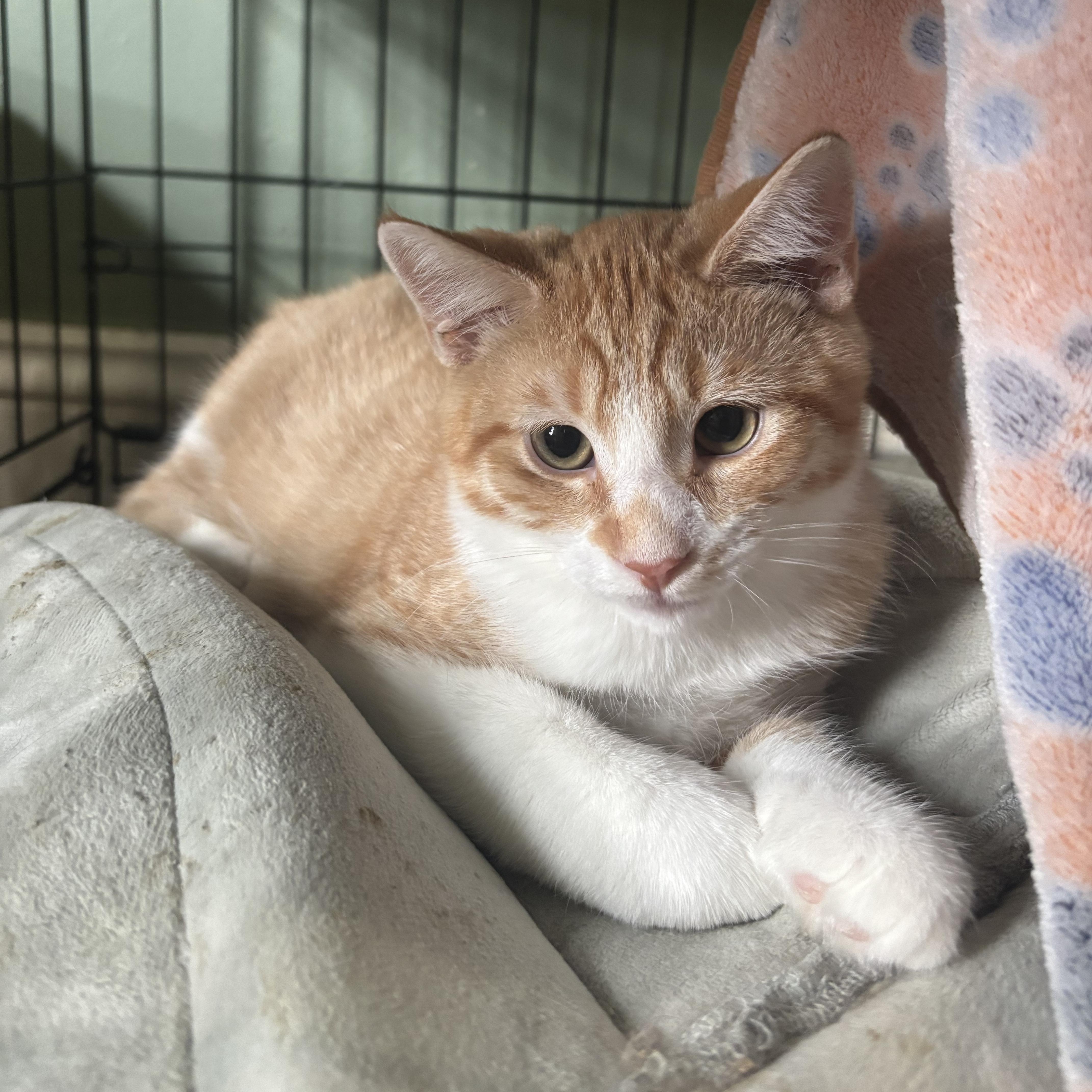 A baby small-sized male Tabby (Orange / Red) Domestic Short Hair cat named Red Savina for adoption in Richmond, VA