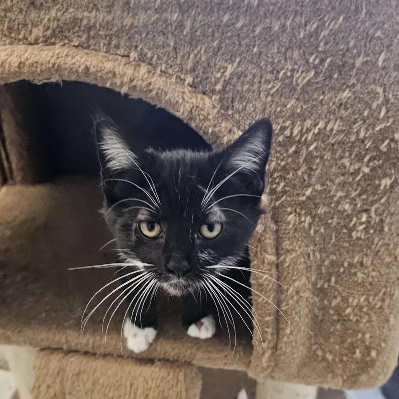 A baby small-sized female Black Domestic Short Hair cat named Tuk for adoption in Midland, TX