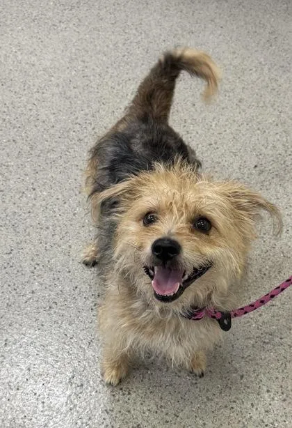 A senior medium-sized male Terrier dog named Cooper Trooper for adoption in Fishers, IN