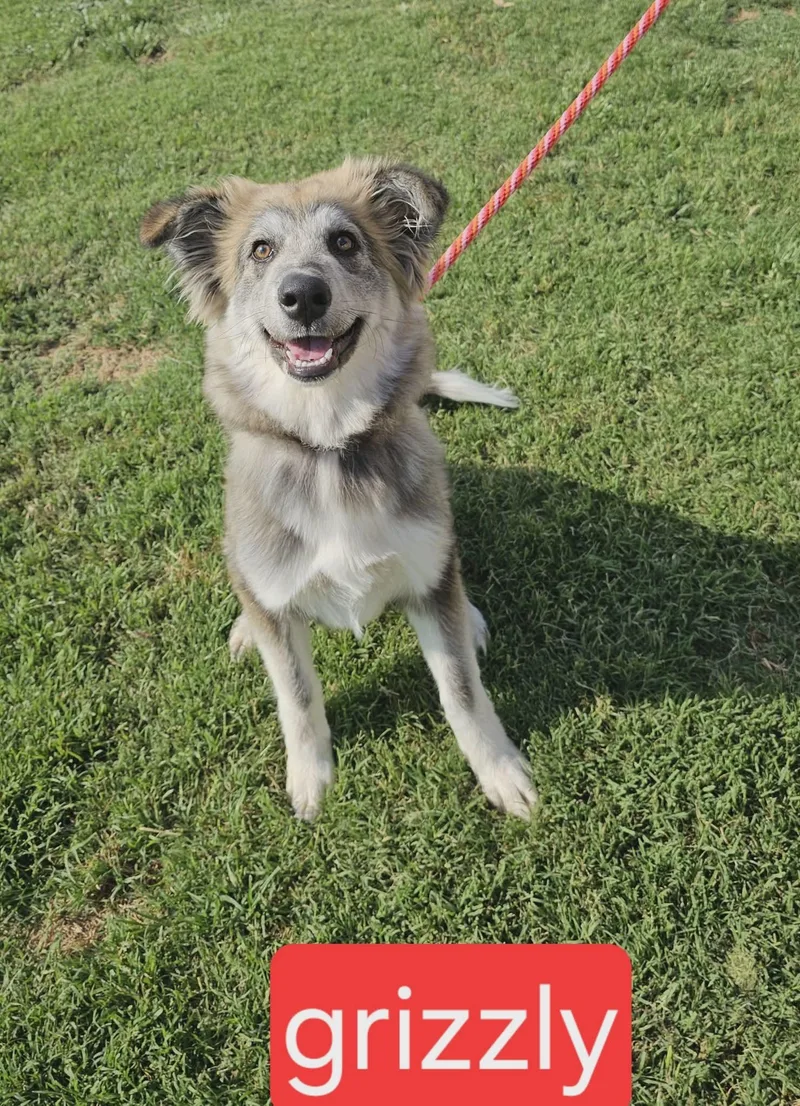 A baby medium-sized male Australian Shepherd dog named Grizzley for adoption in Fort Worth, TX
