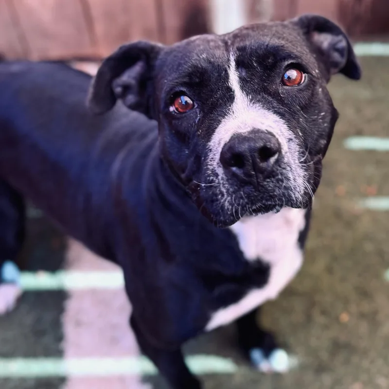 Clarabelle thumbnail 2