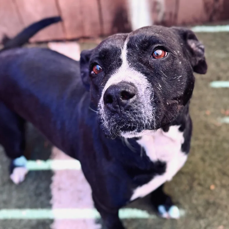 Clarabelle thumbnail 3