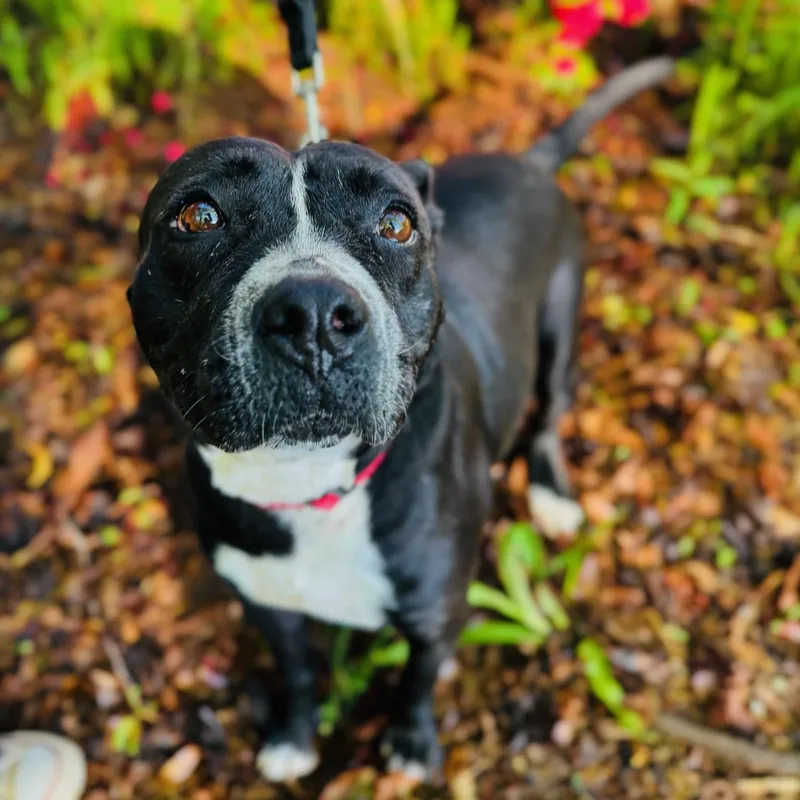 Clarabelle thumbnail 4