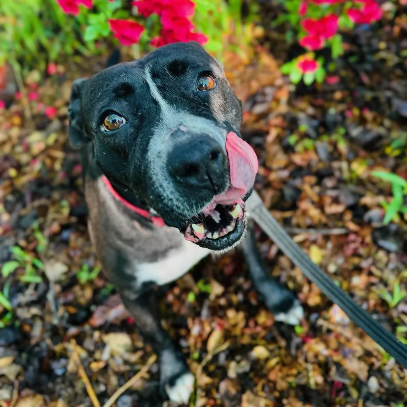 Clarabelle thumbnail 5