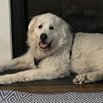 A senior large-sized male Great Pyrenees dog named Snowball A. for adoption in Atlanta, GA