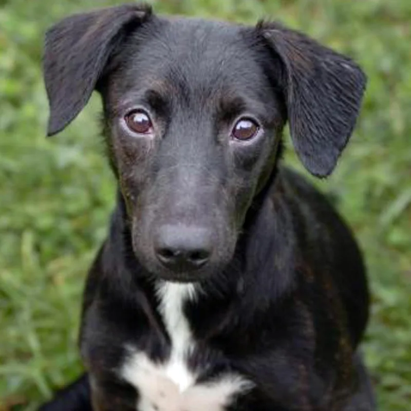 A baby medium-sized female Black Hound dog named Lia for adoption in Albany, NY