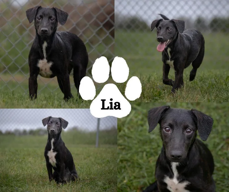 Lia thumbnail 2