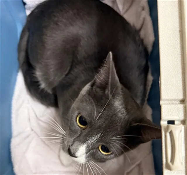 A young small-sized female Domestic Short Hair cat named Verona for adoption in Sacramento, CA