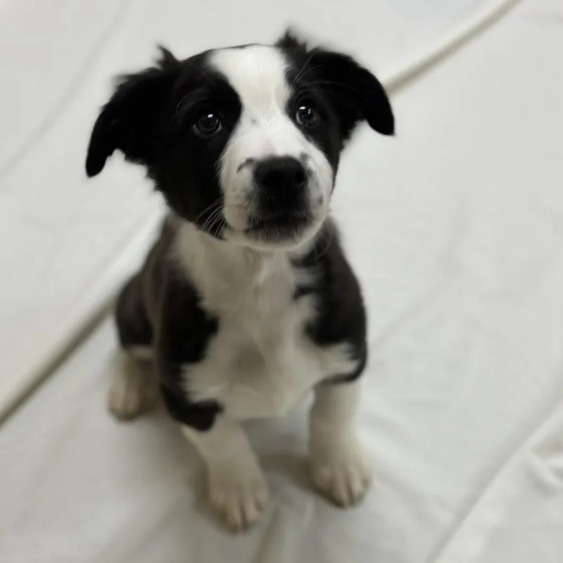 An adult medium-sized male Black Border Collie dog named Sokka for adoption in Incline Village, NV