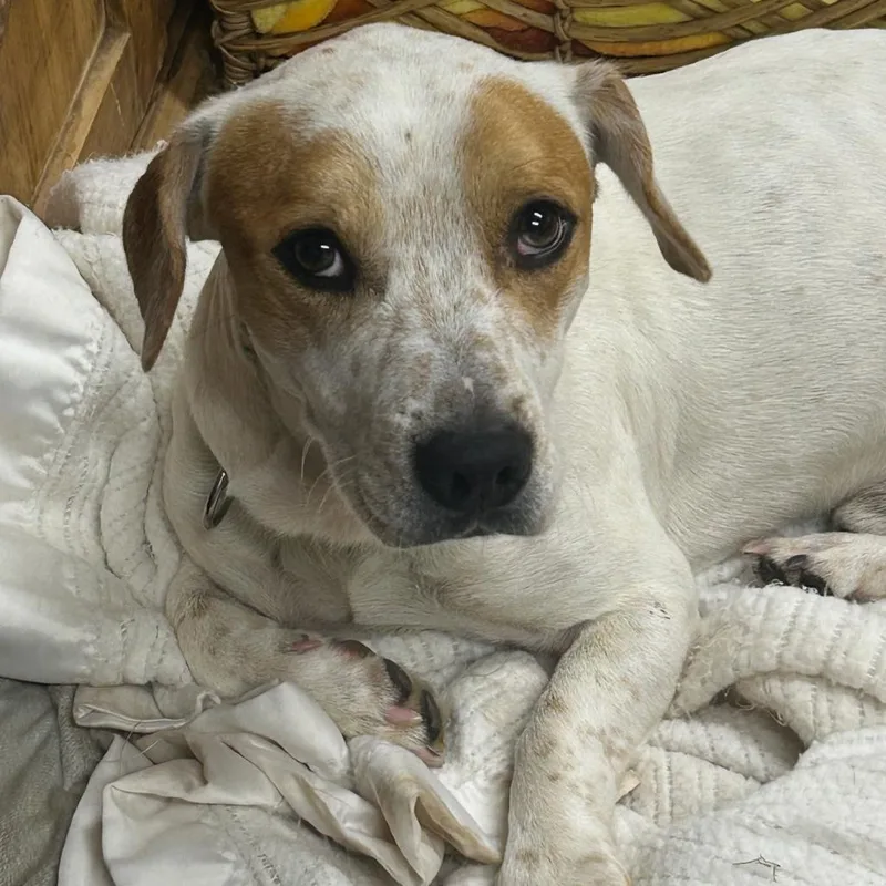 An adult medium-sized male White / Cream Basset Hound dog named Lil Flip for adoption in Rockville, MD